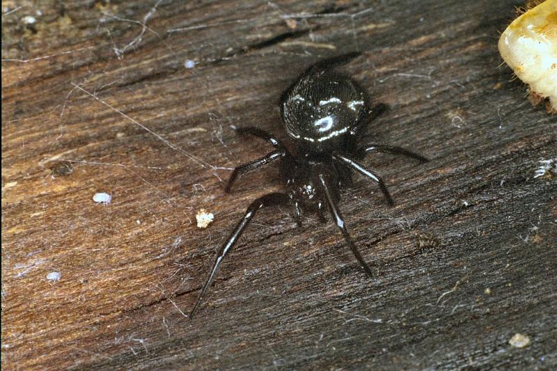 Steatoda_ZZ212_F0759_Z_82_Palmerstone park_Australie.jpg